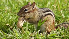 В Краснодарском крае вывели отечественный сорт арахиса